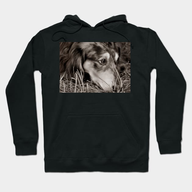 Weary dog... Hoodie by LaurieMinor